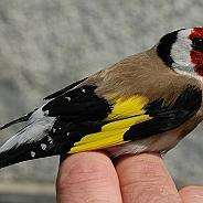 European Goldfinch